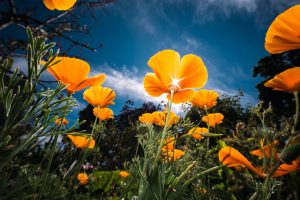 Ống kính Laowa 10mm f/4 Cookie | Chính Hãng