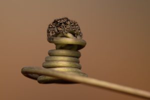 Ống kính LAOWA 180mm f/4.5 1.5X Ultra Macro APO | Chính Hãng
