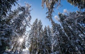 Ống kính Laowa 15mm f/2 Zero-D | Chính Hãng