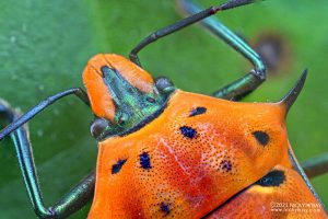 Ống kính Laowa 85mm f/5.6 2x Ultra Macro APO | Chính Hãng