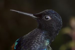Ống kính Laowa 90mm f/2.8 2x Ultra Macro APO | Chính Hãng