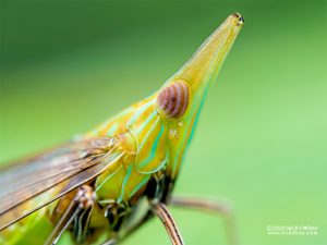 Ống kính Laowa 50mm f/2.8 2X Ultra Macro APO MFT | Chính Hãng