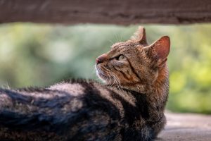 Ống kính LAOWA 180mm f/4.5 1.5X Ultra Macro APO | Chính Hãng