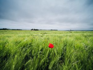 Ống kính Laowa 17mm f/4 Ultra-Wide GFX Zero-D | Chính Hãng