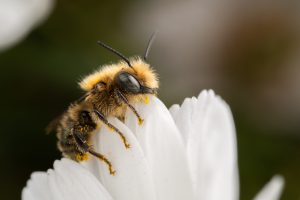 Ống kính Laowa 90mm f/2.8 2x Ultra Macro APO | Chính Hãng