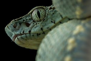 Ống kính Laowa 85mm f/5.6 2x Ultra Macro APO | Chính Hãng