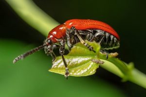 Ống kính Laowa 58mm f/2.8 2X Ultra-Macro APO | Chính Hãng